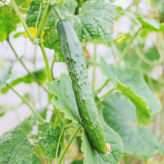 Fresh Cucumbers