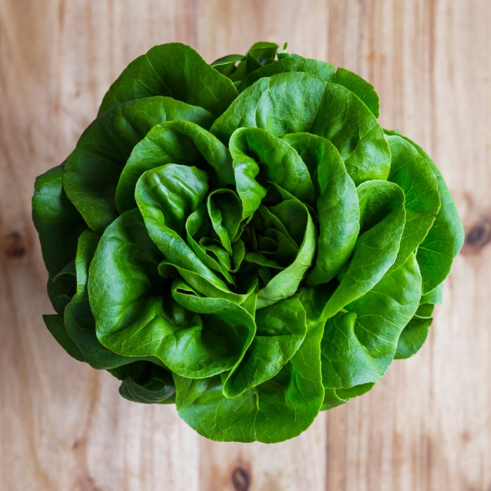 Fresh Lettuce